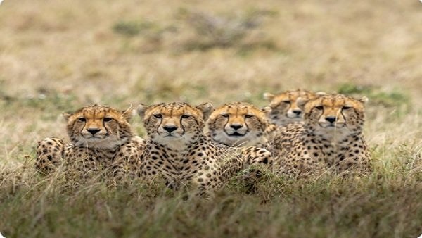 1948 तक भारत में जिंदा थे चीते 1948 तक भारत में जिंदा थे चीते