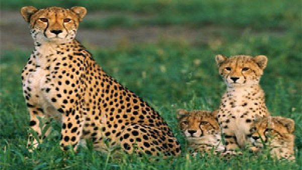 स्पीड के लिए जाने जाते हैं चीते स्पीड के लिए जाने जाते हैं चीते