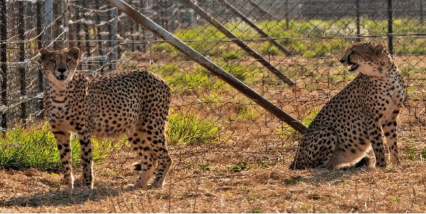 बनावट में इस तरह अलग होते हैं चीते