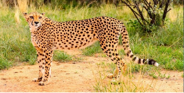 दोनों के खाल में भी होता है फर्क