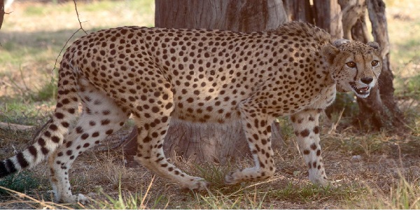 चीते और तेंदुए के पंजे में होता है ये अंतर