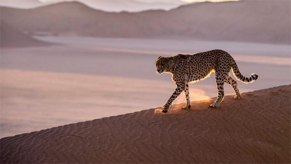 दोनों के सिर की बनावट भी होती है अलग