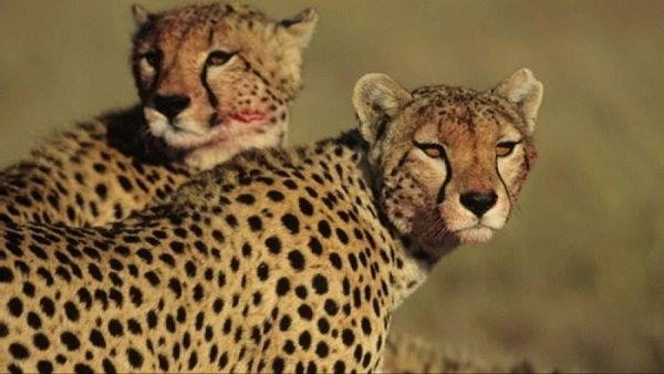 कूनो नेशनल पार्क में छोड़े गए तीन चीते