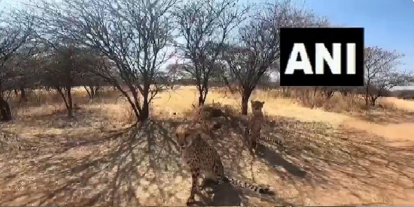 जंगल में पेड़ के नीचे दिख रहे हैं चीते