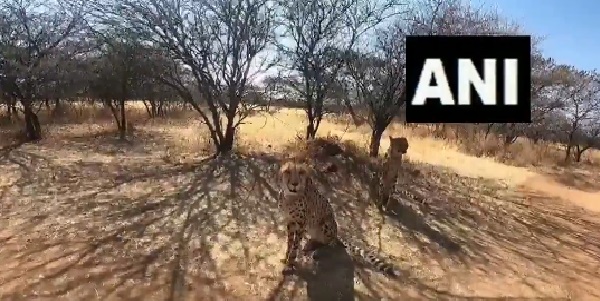 विशेष चार्टर्ड कार्गो विमान बोइंग से भारत आ रहे हैं चीते