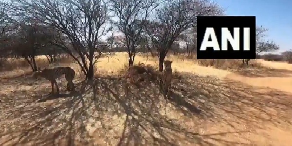 विमान में चीतों के अलावा रहेंगे ये लोग