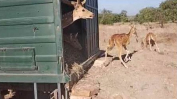 पेंच टाइगर रिजर्व से यहां करीब 750 चीतल आ चुके हैं पेंच टाइगर रिजर्व से यहां करीब 750 चीतल आ चुके हैं