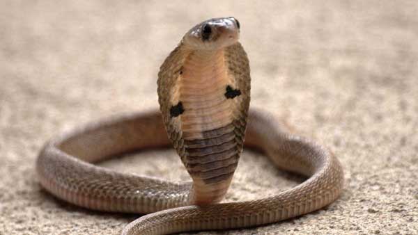 सांप पकड़ने के लिए बुलाया गया सपेरा सांप पकड़ने के लिए बुलाया गया सपेरा