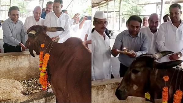 दुलारते, चारा खिलाते, आरती उतारते कलेक्टर 