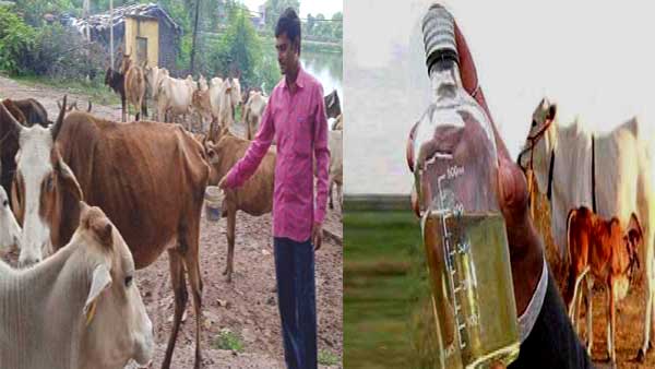 किशोर के पास है एक दर्जन से अधिक कोसली गाय