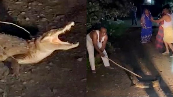 15 दिन बाद पकड़ में आया एक मगरमच्छ 