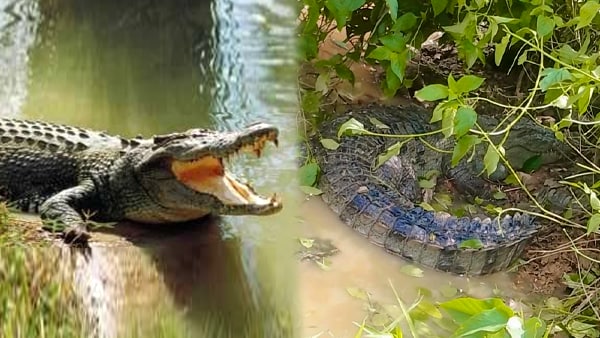 ग्रामीणों के मदद से रेस्क्यू कर सोन नदी में छोड़ा गया