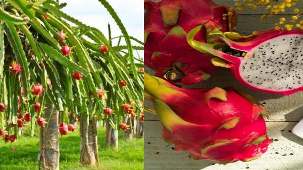 किसानों को मुफ्त में मिलेंगे ड्रैगन फ्रूट के पौधे