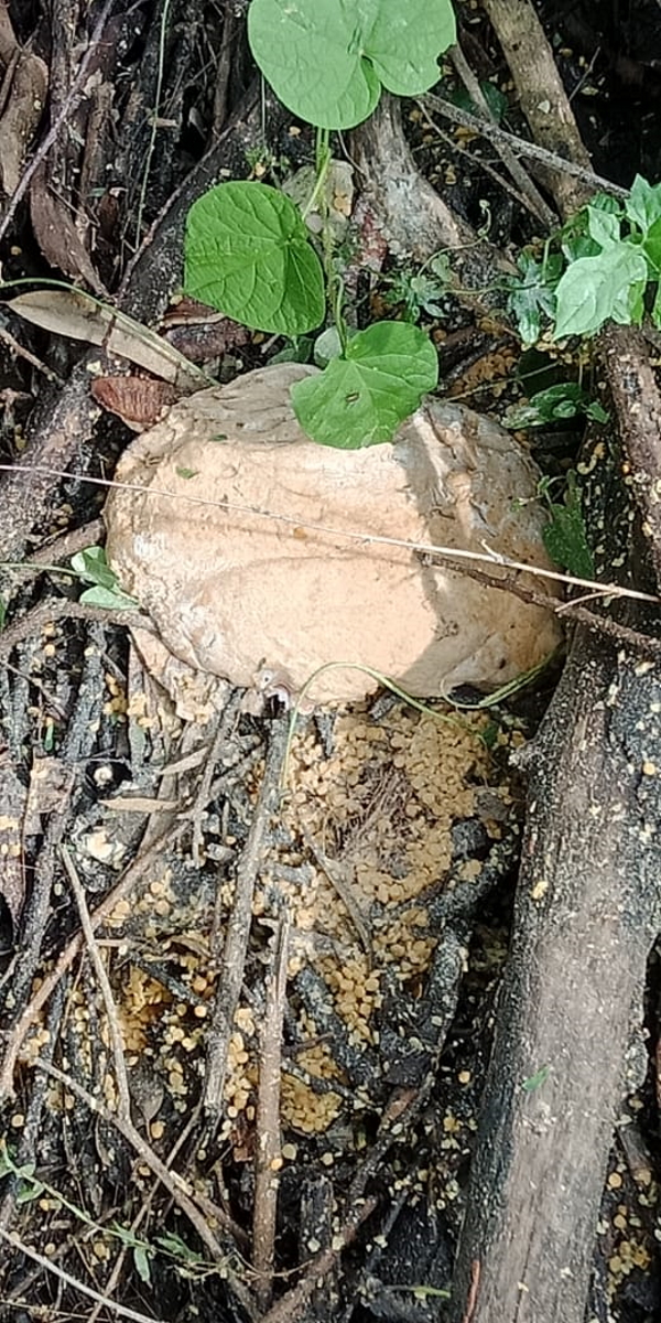 छूआछूत जैसी कोई बात नहीं है-संस्‍था प्रधान 