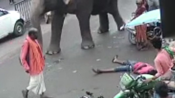 गजराज को शराबी से चिढ़, पास आया तो धक्के से गिराया गजराज को शराबी से चिढ़, पास आया तो धक्के से गिराया