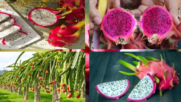 खगड़िया में हो रही कई प्रकार की खेती