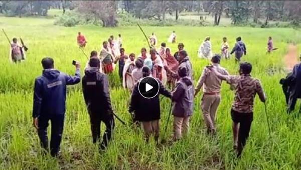 फसल चरा रहे वन कर्मियों से भिड़े आदिवासी 