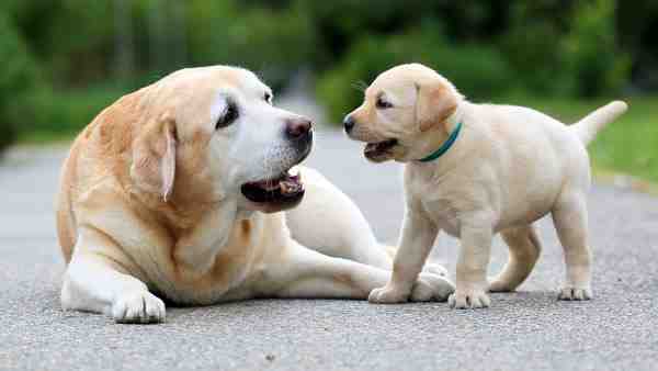 वसूला जाएगा 5000 का जुर्माना