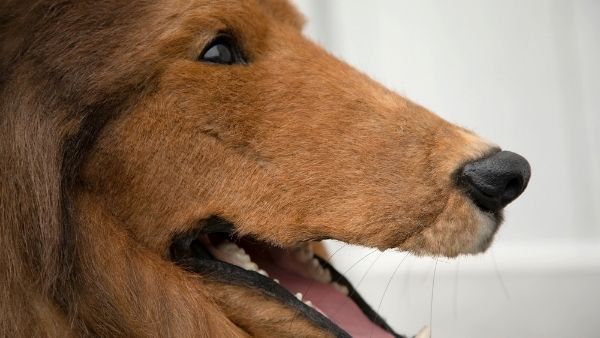 12 साल के कुत्ते को दांतों की सफाई के लिए ले गया