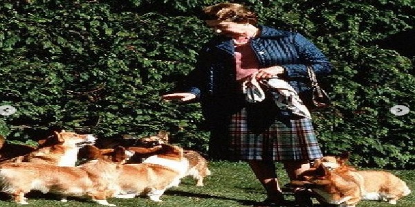 कुत्तों का क्या होगा स्थिति साफ नहीं