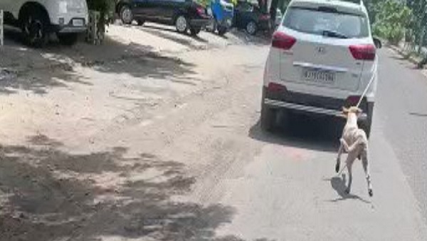 डॉक्टर रजनीश गालवा बोले- वो कुत्ते को हटाने की कोशिश में...