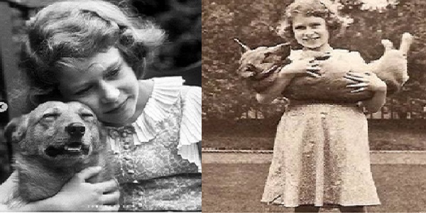 हनीमून पर कुत्तों की थी तस्करी