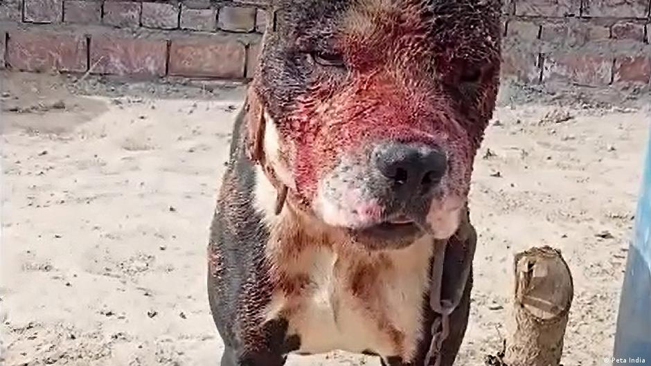 लड़ाई में कुत्तों को जख्मी हो जाना आम बात है