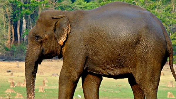 '... तो जंगली हाथी उन्हें चोट भी पहुंचा देते हैं'