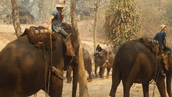 दो हाथियों के बीच एक प्रेम कहानी फल-फूल रही 