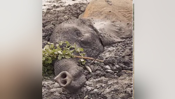 कीचड़ में ऐसे दबा रहा दो दिन तक कीचड़ में ऐसे दबा रहा दो दिन तक