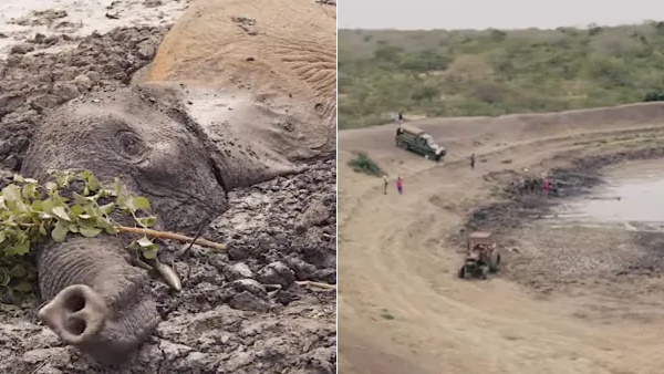 वीडियो को शेल्ड्रिक वाइल्डलाइड ट्रस्ट ने शेयर किया ये वीडियो वीडियो को शेल्ड्रिक वाइल्डलाइड ट्रस्ट ने शेयर किया ये वीडियो