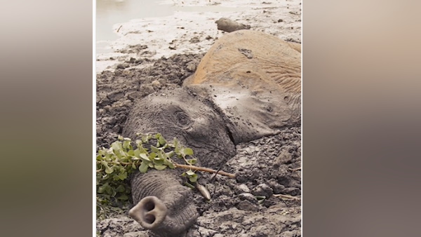 पानी की तलाश में गए और दलदलनुमा कीचड़ में फंस गए पानी की तलाश में गए और दलदलनुमा कीचड़ में फंस गए