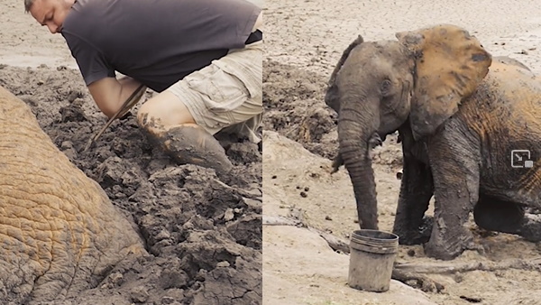 घंटों की मशक्कत के बाद बाहर निकाला घंटों की मशक्कत के बाद बाहर निकाला