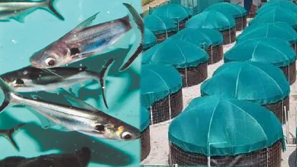 सरकार की तरफ से मिल रही है सब्सिडि