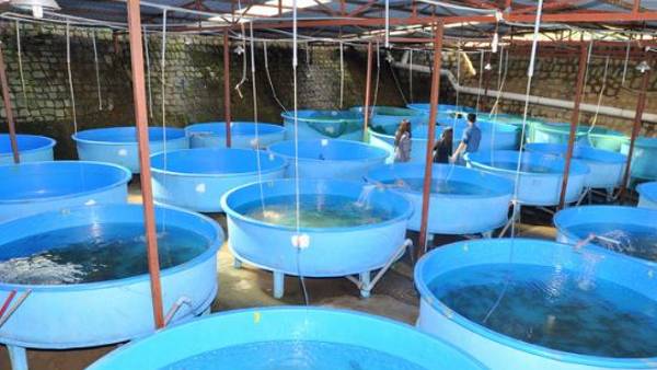 एक बायोफ्लॉक में 1500 रुपये प्रति माह का ख़र्च