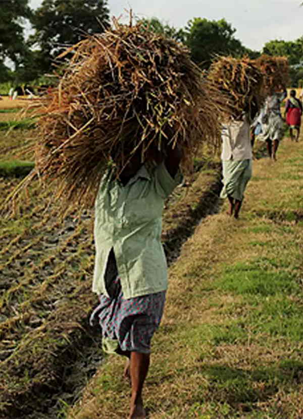 Punjab: CM Bhagwant Mann gave a gift to the farmers of this district