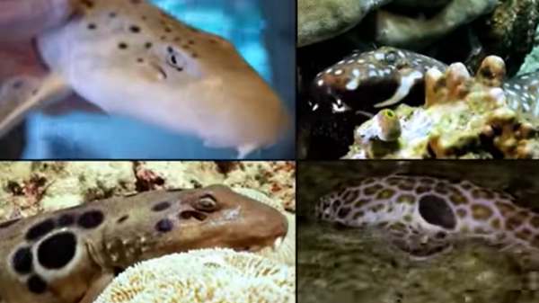 दुर्लभ फुटेज सामने आए