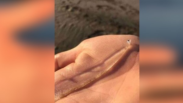 जानिए क्या था यह जीव?