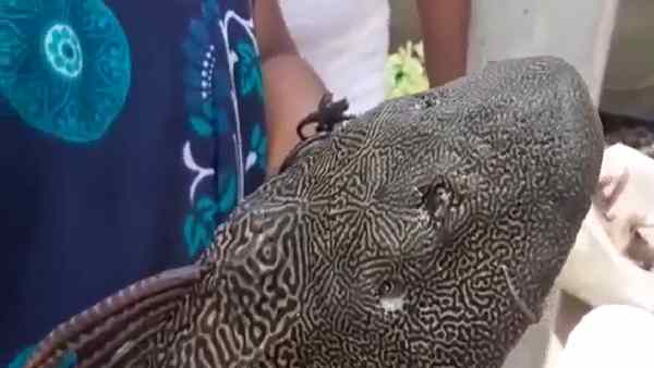 आसमान से गिरी यह कैटफिश ?