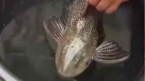 दूसरी मछलियों के लिए खतरनाक