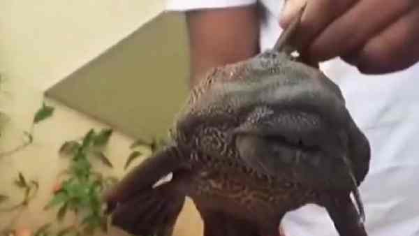 क्यों डेविल फिश कहलाती है राक्षसी ?