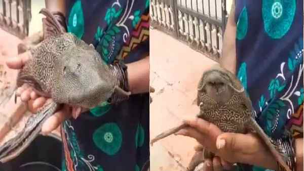 हैदराबाद में महिला ने पकड़ी दुर्लभ मछली