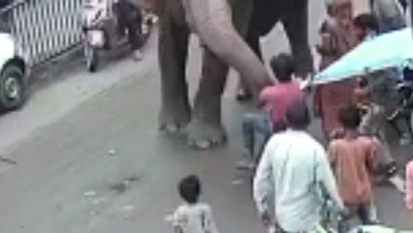 गजराज को शराबी से चिढ़, पास आया तो धक्के से गिराया गजराज को शराबी से चिढ़, पास आया तो धक्के से गिराया