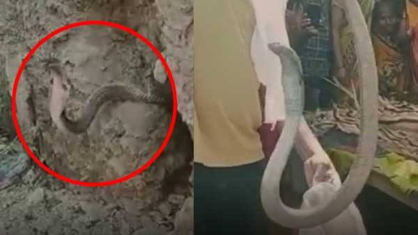 सोने के कुछ देर बाद फिर सांप ने डंस लिया सोने के कुछ देर बाद फिर सांप ने डंस लिया