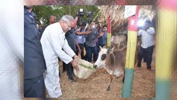 81 गौठानों में गौ मूत्र की खरीदी 