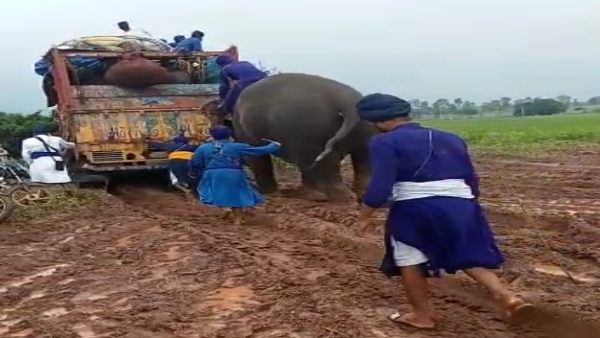 हाथी की मदद से ट्रकों को कीचड़ से निकाला