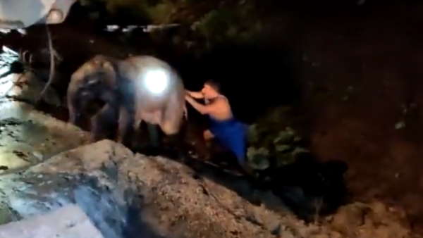 जान जोखिम में डालकर बचाया नन्हे गजराज को 