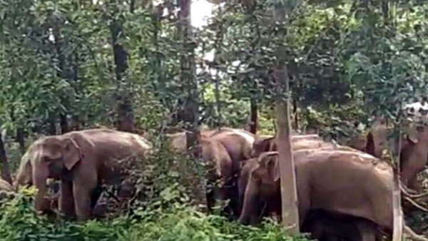 हाथी का बच्चा नाले में गिरा ,वहीं रुक ये 21 हाथी 