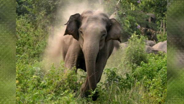 JCB के सामने आ जाती थी हथिनी , था जान का खतरा 