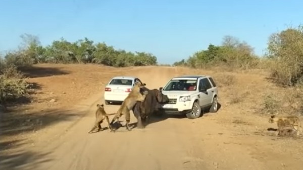 कहां का है वीडियो?